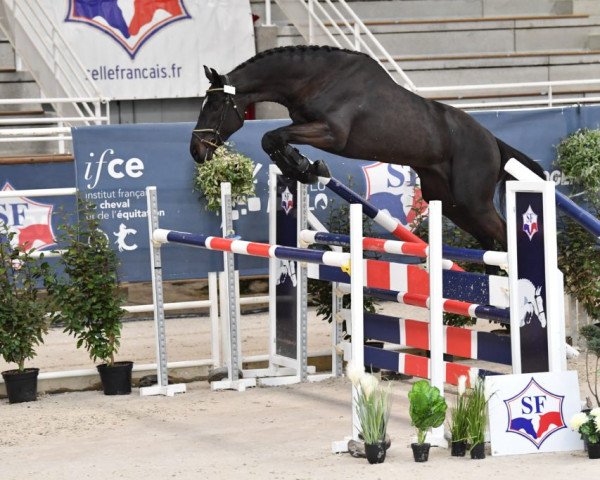 stallion Imperial d'Euskadi (Selle Français, 2018, from Comme il Faut)