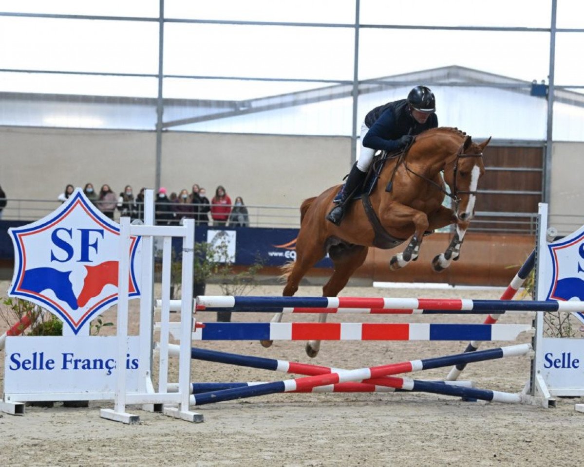 stallion Imperial du Temple (Selle Français, 2018, from Radieux)