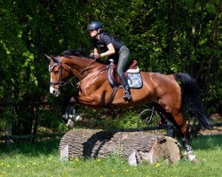 jumper Fairway 22 (German Sport Horse, 2010, from Casdorff)