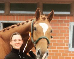 dressage horse Special guest of Carree (Oldenburg, 2014, from Sezuan)