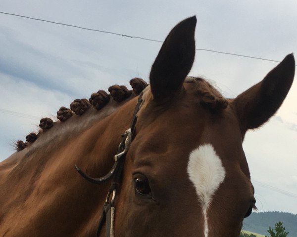 dressage horse Föhrenheim's Herzbub (Bavarian, 2006, from Herzruf)