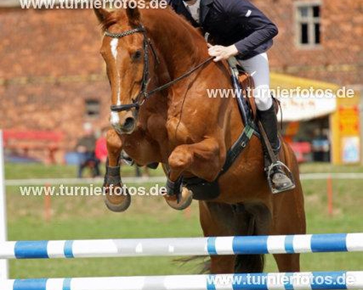 jumper Nebiolo Picotender (German Sport Horse, 2006, from New Time)