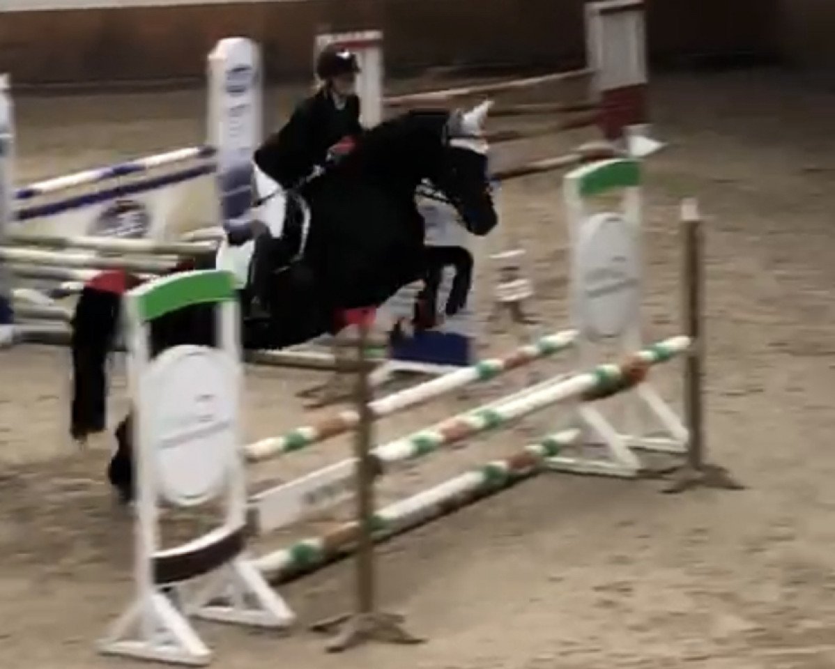 jumper Sailor Lady (Westphalian, 2011, from Son of Cologne)
