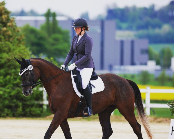 broodmare Philomena (Trakehner, 2018, from Helium)