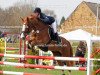 jumper Shanaga (Hessian Warmblood, 2005, from Sinbad 4)