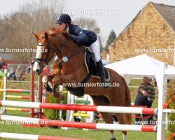 jumper Shanaga (Hessian Warmblood, 2005, from Sinbad 4)