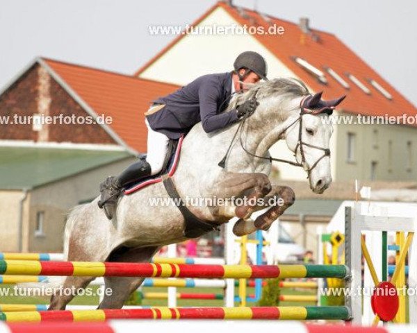 jumper Cellistana (German Sport Horse, 2006, from Cellestial)