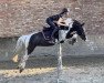 dressage horse Odinson (German Riding Pony, 2017, from Ohaio)