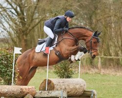 jumper Pirate Smile (Hanoverian, 2016, from Cicero Z van Paemel)