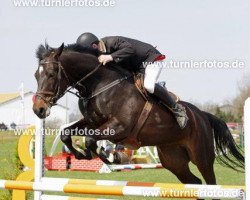 Springpferd Laudatia L (Deutsches Sportpferd, 2005, von Lehnbach)