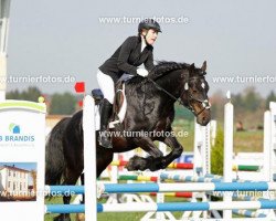 dressage horse Big Finnigen (Welsh-Cob (Sek. D), 2000, from Frisian Brenin)