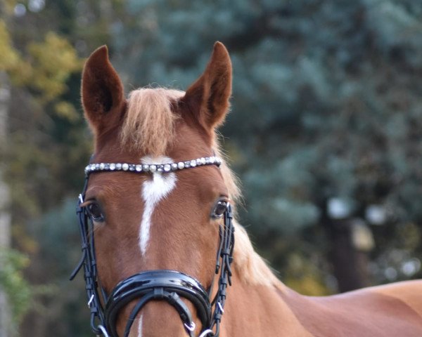 dressage horse Landora S 3 (German Riding Pony, 2015, from Huckleberry Finn Hj WE)