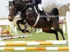 broodmare Camara 12 (German Riding Pony, 2006, from Notre Marc)