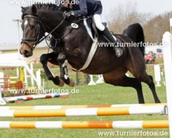 broodmare Camara 12 (German Riding Pony, 2006, from Notre Marc)