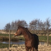 dressage horse Mary Poppins 74 (German Riding Pony, 2010, from Martell)