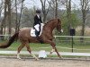 dressage horse Don Carmelo (Oldenburg, 2012, from Don Daxau)