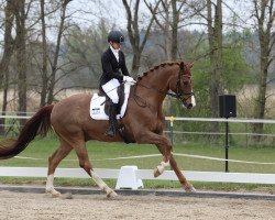 dressage horse Don Carmelo (Oldenburg, 2012, from Don Daxau)