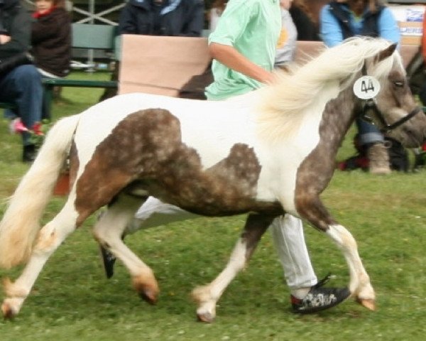 Zuchtstute Grazia (Dt.Part-bred Shetland Pony, 2006, von Rimini)