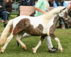 Zuchtstute Grazia (Dt.Part-bred Shetland Pony, 2006, von Rimini)