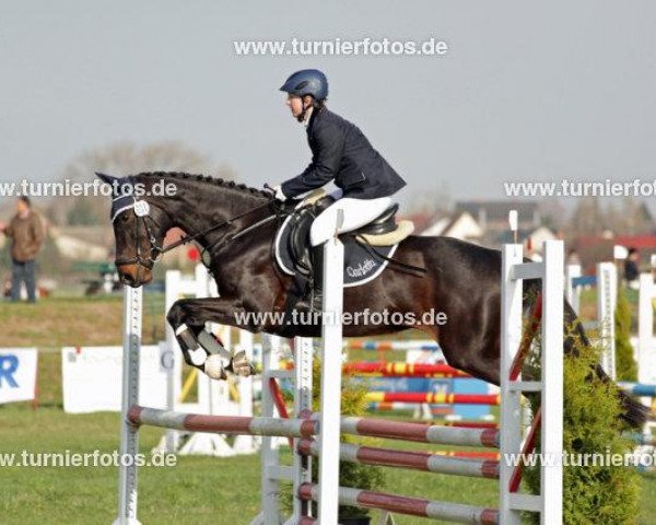 jumper Carlotta 150 (German Sport Horse, 2005, from Condelaro)