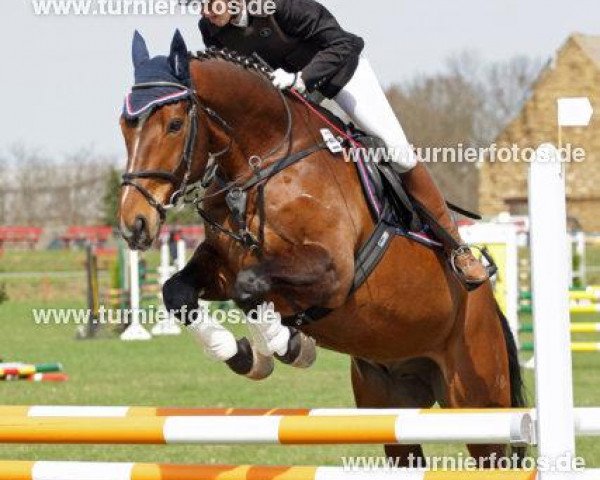 jumper Linkerton (Hanoverian, 2001, from Lancier)