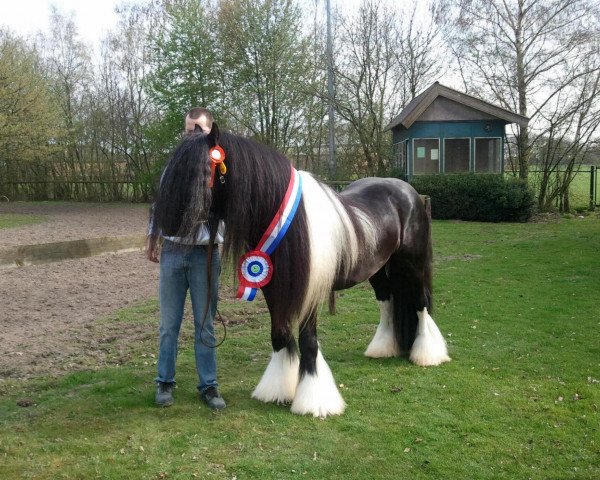 Pferd Deaglàn Snorremans van Germania (Tinker / Irish Cob / Gypsy Vanner, 2009, von Natwest 201210196)