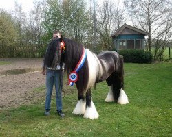 horse Deaglàn Snorremans van Germania (Tinker / Irish Cob / Gypsy Vanner, 2009, from Natwest 201210196)