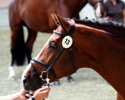 horse TH Clapton (Holsteiner, 2002, from Camposanto)