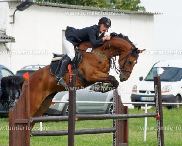 Pferd Lancarno (Deutsches Sportpferd, 2003, von Lavall I)