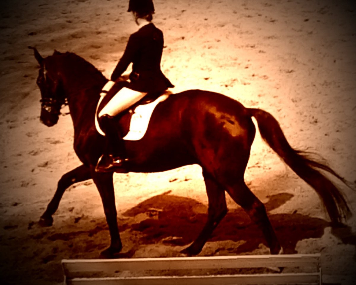 dressage horse Aguti von Hellör (Westphalian, 2000, from Akribori)