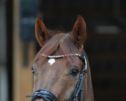 dressage horse Bacanto 2 (Oldenburg, 2012, from Bordeaux 28)