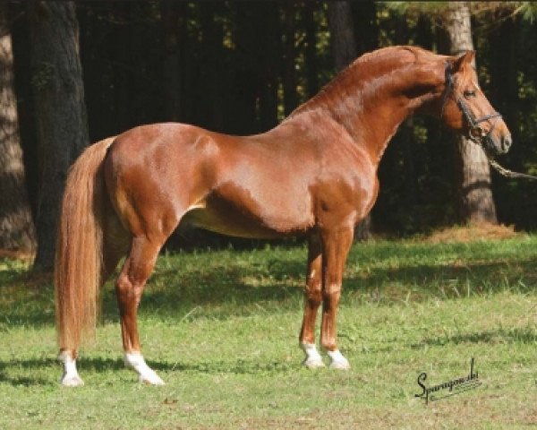 stallion Bennos Dream (German Riding Pony, 1996, from Blue Star)