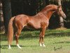 stallion Bennos Dream (German Riding Pony, 1996, from Blue Star)
