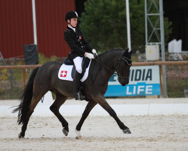 dressage horse Cristal Noir Primo (German Riding Pony, 2005, from Caracas)