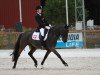 dressage horse Cristal Noir Primo (German Riding Pony, 2005, from Caracas)