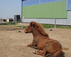 horse Gandur (Iceland Horse, 1995, from Gnyfari)