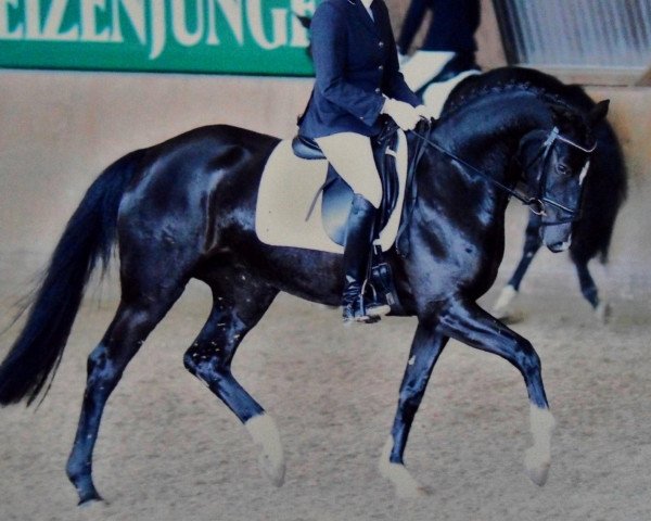 broodmare Today 2 (German Sport Horse, 2006, from Dijon)