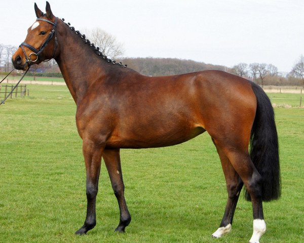 broodmare Clintana H (Holsteiner, 2010, from Clinton)