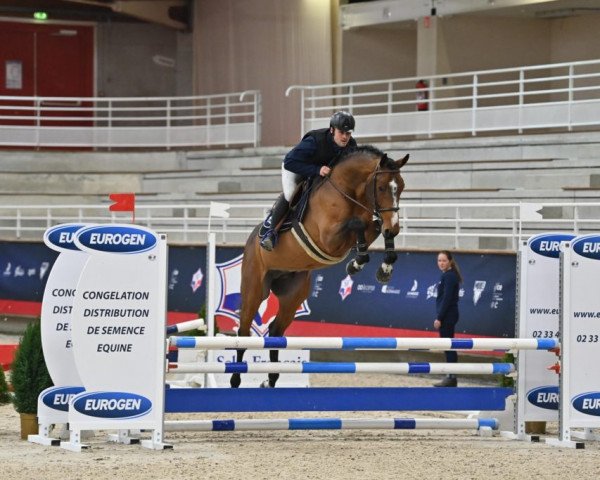 stallion Instagram de Bamar (Selle Français, 2018, from Balou du Rouet)