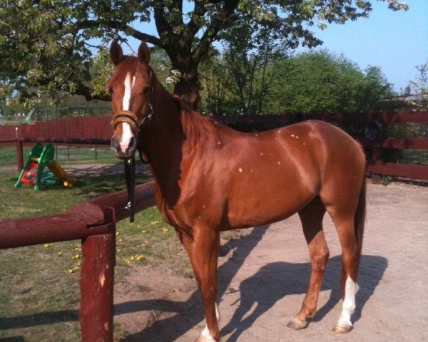 horse Zino's Funny Face (German Warmblood, 1999, from Zino ox)