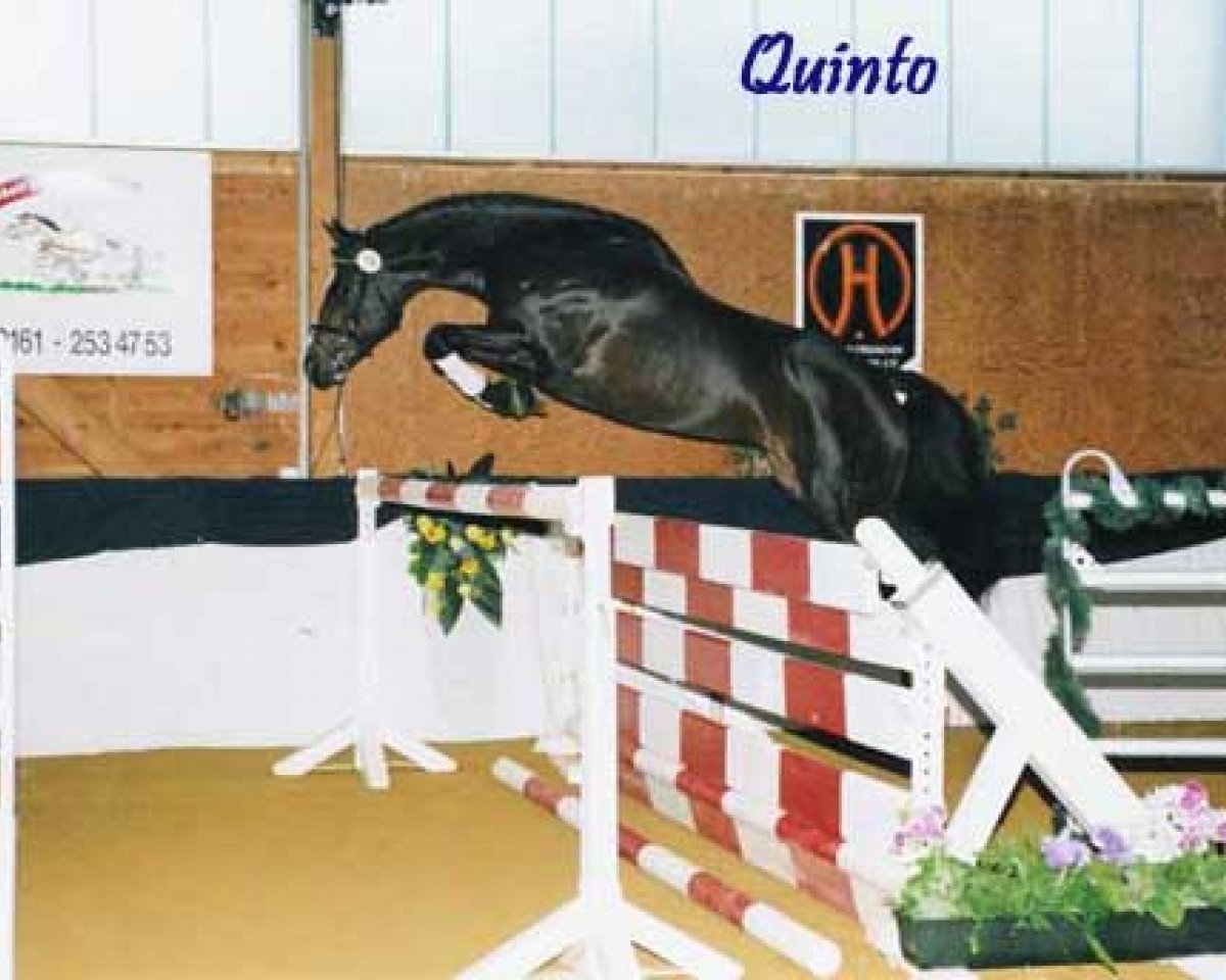 Deckhengst Quinto (Oldenburger, 1998, von Quattro B)