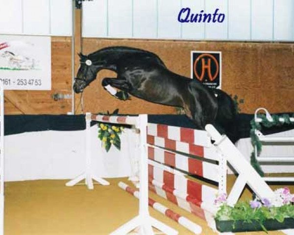stallion Quinto (Oldenburg, 1998, from Quattro B)