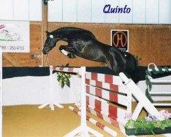 stallion Quinto (Oldenburg, 1998, from Quattro B)