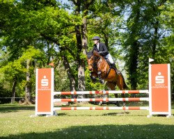 jumper Lord`s Lucky S (Württemberger, 2013, from Lord Leopold 7)