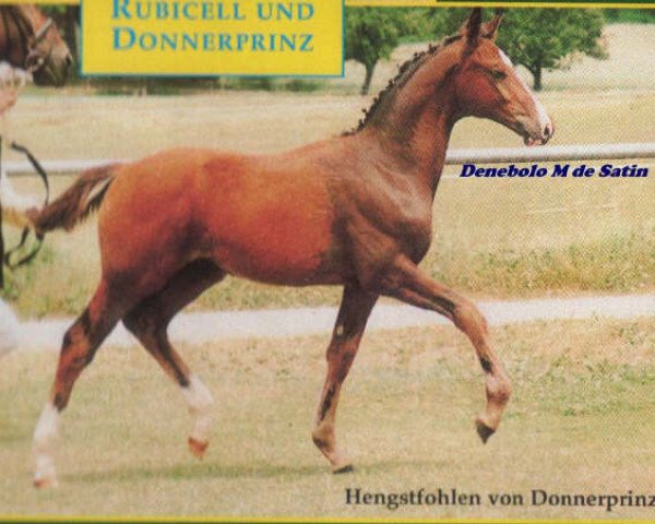 Dressurpferd Donizetti 34 (Württemberger, 2000, von Donnerprinz)