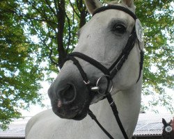 broodmare Levade III (Trakehner, 1996, from Polarpunkt)