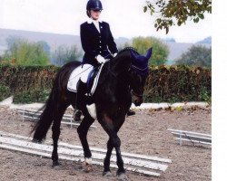 dressage horse Miss Bayern (Bavarian, 2004, from Donnerzauber)