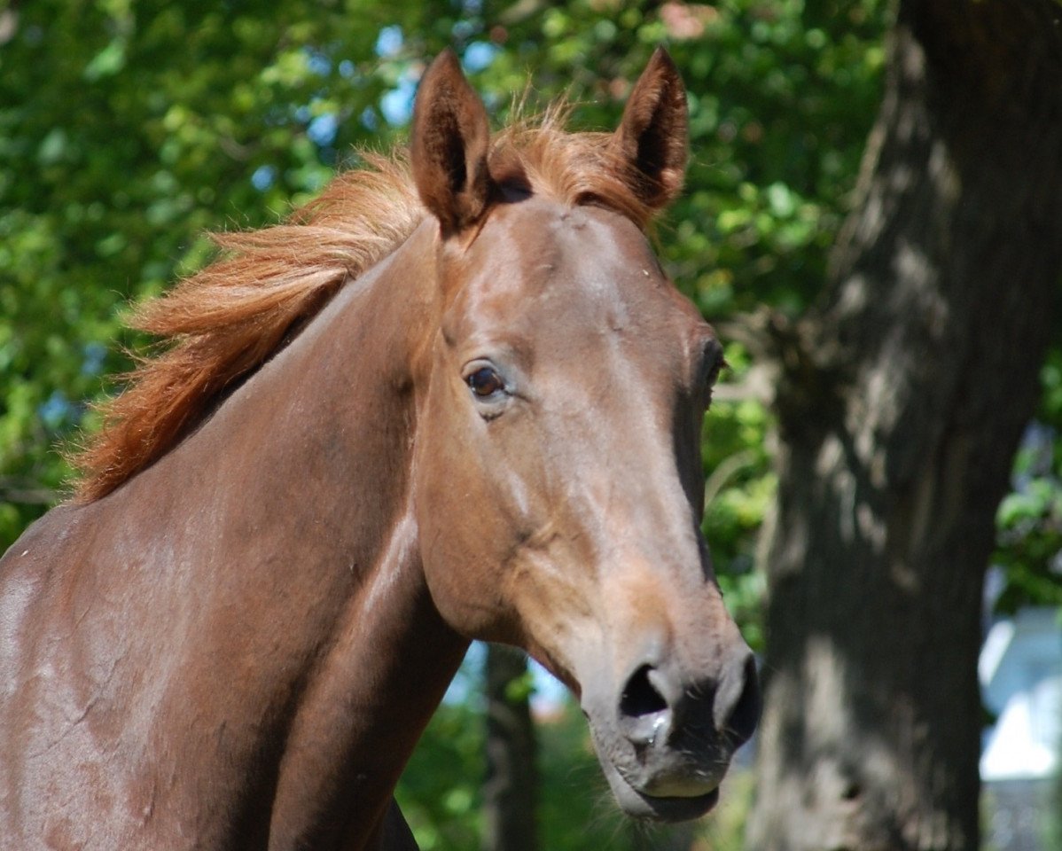 broodmare Atria (Hanoverian, 1998, from Aarking xx)