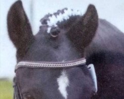 Pferd Madehnite ben Mors (Deutsches Reitpony, 1995, von Galdos ben Mors 1977 ox)