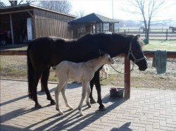 Dressurpferd Castro 61 (Deutsches Reitpony, 2012, von FS Chambertin)